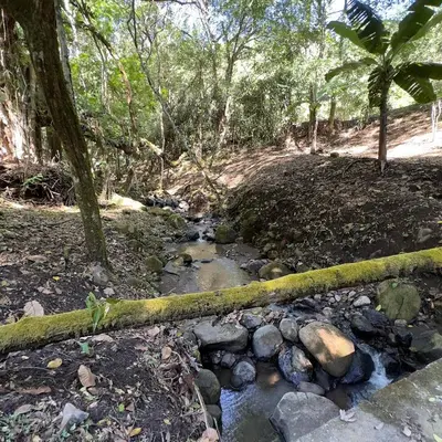 a creek with a moss covered pole in a forest at Cabañas Luz de Luna