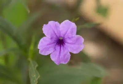 a purple flower sitting on top of a plant at Peaceful 1BR Casita with Private Deck Near Tamarindo in Tamarindo