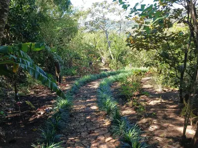 a path in the middle of a forest with trees at Casa Monstera Monteverde in Cebadilla