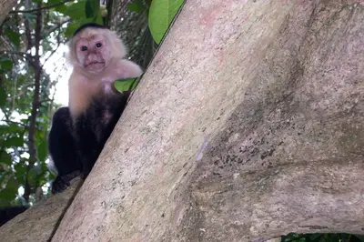 a monkey sitting on the side of a tree at Toucan Villa in Caña Blanca