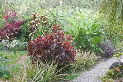 a garden with many different types of plants at Casa de la Diversidad - La Casita - Ojochal in Ojochal