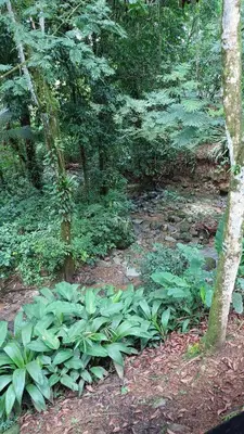 a garden with green plants in a forest at Wooden Cabin with deck Over Creek, walk to beach in Dominicalito