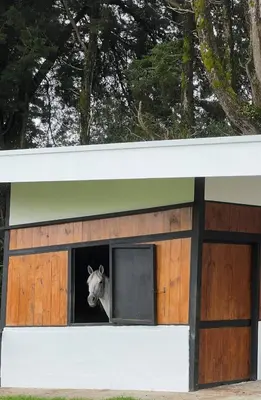 a cow sticking its head out of a stable at AO Buena Vista Home - Panoramic View in Concepción