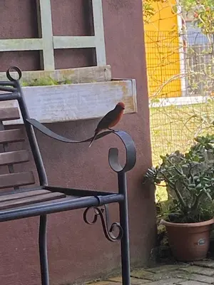 a bird sitting on the arm of a bench at Poasito Room in Fraijanes