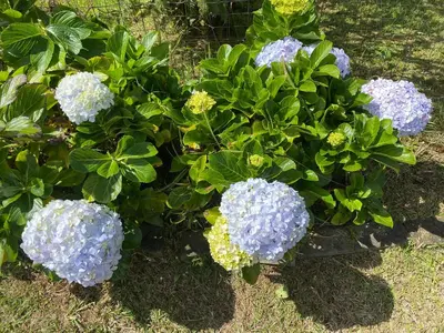 a group of blue hydrangeas in a garden at Poasito Room in Fraijanes