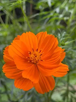a close up of a bright orange flower at Complete house for 6 people in Chiles