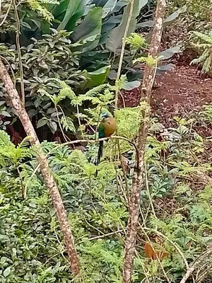 a bird is sitting on a tree branch at Complete house for 6 people in Chiles