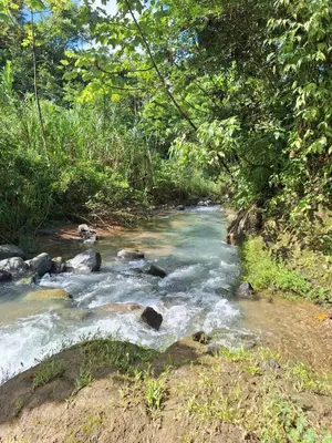 a stream of water with rocks in a forest at Cabaña Brisas del río in Savegre
