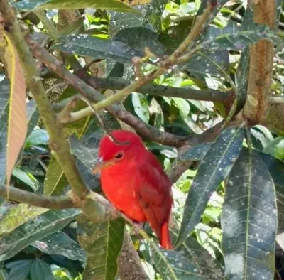 a red bird is sitting on a tree branch at Hospedaje Loma Verde in Chiles