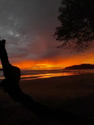 a sunset on the beach with a tree in the foreground at Small blue house in Quepos