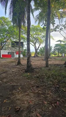 a group of palm trees in front of a building at WAVESCRhouse1 in Parrita