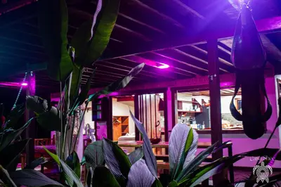 a plant in a room with a purple light at Casa Shec- An Oceanfront Jungle Retreat in Drake