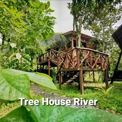 Tree House River