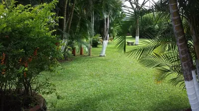 a garden with palm trees and green grass at Hotel Cibeles Resort in Heredia