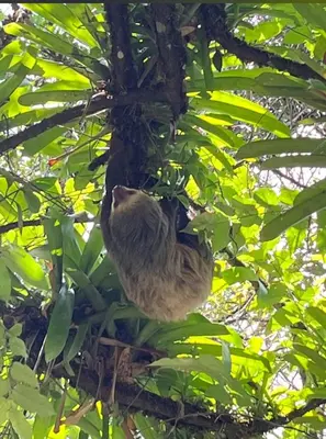 a couple of birds sitting in a tree at Mineral River Eco Village in Tapantí