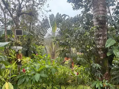 a garden with a palm tree and plants at Mineral River Eco Village in Tapantí