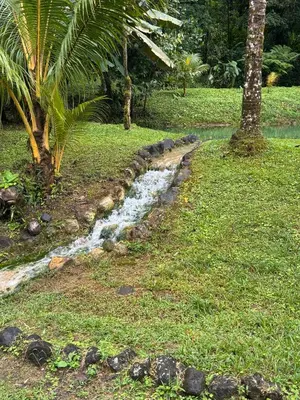 a stream of water in a field with a palm tree at Mineral River Eco Village in Tapantí
