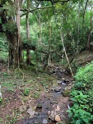 a stream in a wooded area with trees at Cabañas Luz de Luna