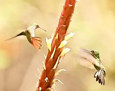 two hummingbirds are flying next to a plant at Cabaña Colibrí - Parking in Sarchí