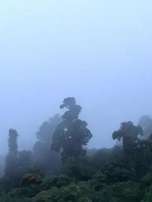 a tree in the middle of a foggy forest at Millar de Aves in Empalme