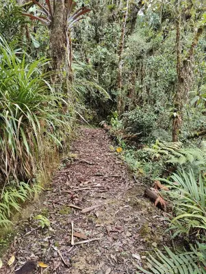 a dirt trail in the middle of a forest at Millar de Aves in Empalme