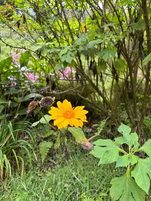 a yellow flower is growing in the grass at Millar de Aves in Empalme