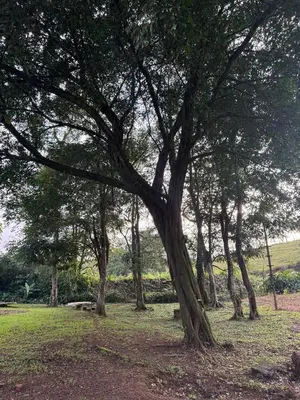 a group of trees in a park with a bench at Cabaña Brisa Del Río in Cooper