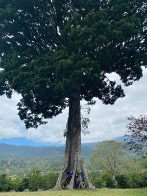 a group of people standing around a large tree at Casas Kawö y Tulu