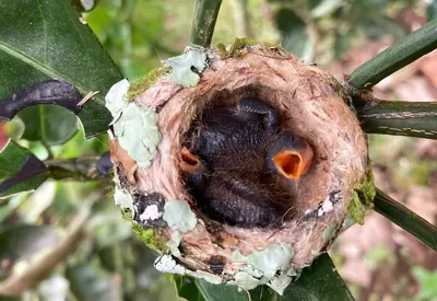a bird house hanging on a tree branch at Casas Kawö y Tulu