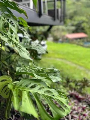 a green plant in front of a house at Casa Jardin BV