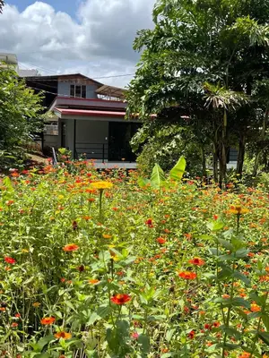 a field of flowers in front of a house at La Casita in San Isidro