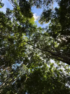 a view of the sky through the trees at Nature and Views - 30 min to La Fortuna in Tigra