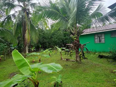 a green house with palm trees in front of it at The Johnson's Village in Madre de Dios