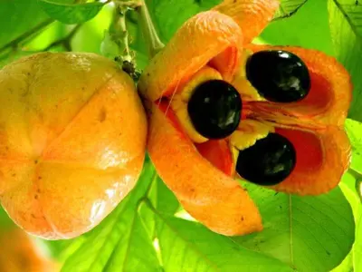 a close up of a flower on a tree at The Johnson's Village in Madre de Dios