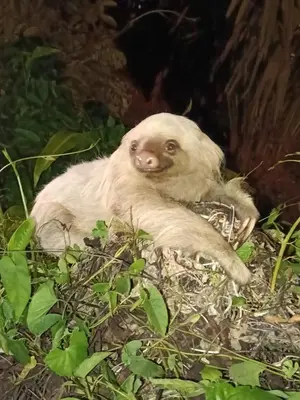 a baby polar bear laying in the grass at The Johnson's Village in Madre de Dios