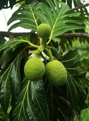a bunch of green fruit on a tree at The Johnson's Village in Madre de Dios