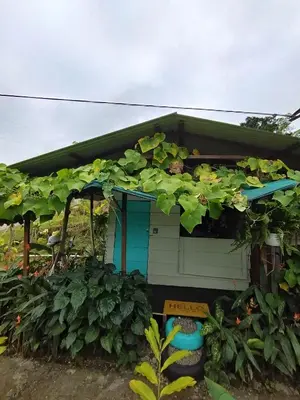 a house with a bunch of leaves on it at Arenal Rainforest # La cabaña in Palma