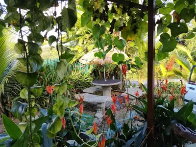 a garden with a bird table and plants at Arenal Rainforest # La cabaña in Palma