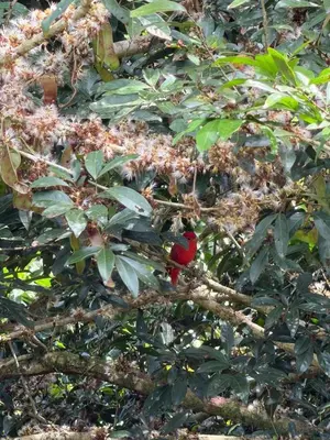 a red bird is sitting on a tree branch at Complete house for 6 people in San Isidro