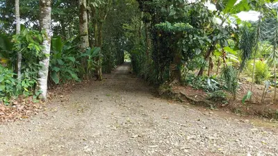 a dirt road in the middle of a forest at Cabañas Toku Laka in Fortuna