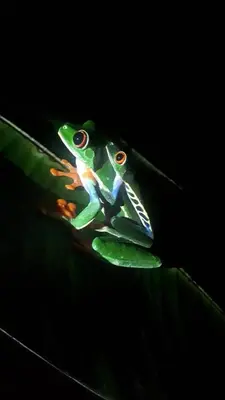 two frogs sitting on top of a green leaf at Cabañas Toku Laka in Fortuna