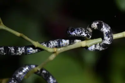 a black and white snake sitting on a branch at Cabañas Toku Laka in Fortuna