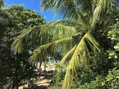 a palm tree in the middle of a forest at Beachfront Studio, Private Balcony with Ocean View in Tamarindo
