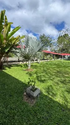 a green yard with palm trees and a building at Enchanted Valley CR in San Lorenzo