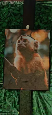 a picture of a monkey sitting on a tree at Casa Mono in Ángeles