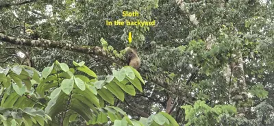 a monkey is sitting on a tree branch at Toucan River Retreat - River Access, AC & Jacuzzi in San Francisco