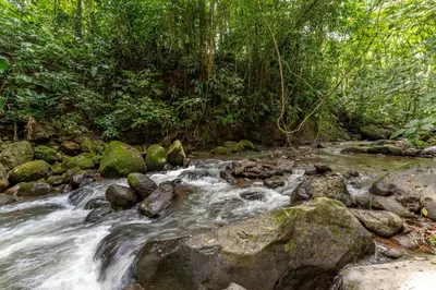 a stream in the jungle with rocks and trees at Toucan River Retreat - River Access, AC & Jacuzzi in San Francisco