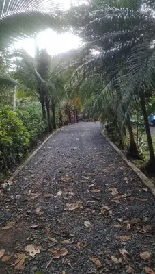 a gravel road with palm trees on either side at Cabaña Las Palmeras, Pura Vida in Linda Vista