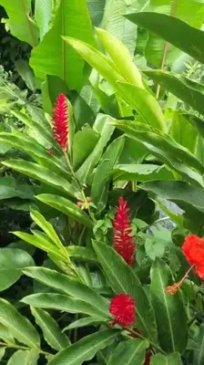 a plant with red flowers and green leaves at Cabaña las Palmeras Pura Vida!! in Linda Vista