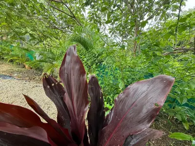 a close up of a plant in a garden at Quiet, Affordable Casita Close to Surf & Nature - 15 minutes drive to Samara beach in Nandayure